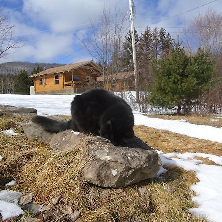Cajun Cedar Log Cottages Margaree Forks Ngoại thất bức ảnh