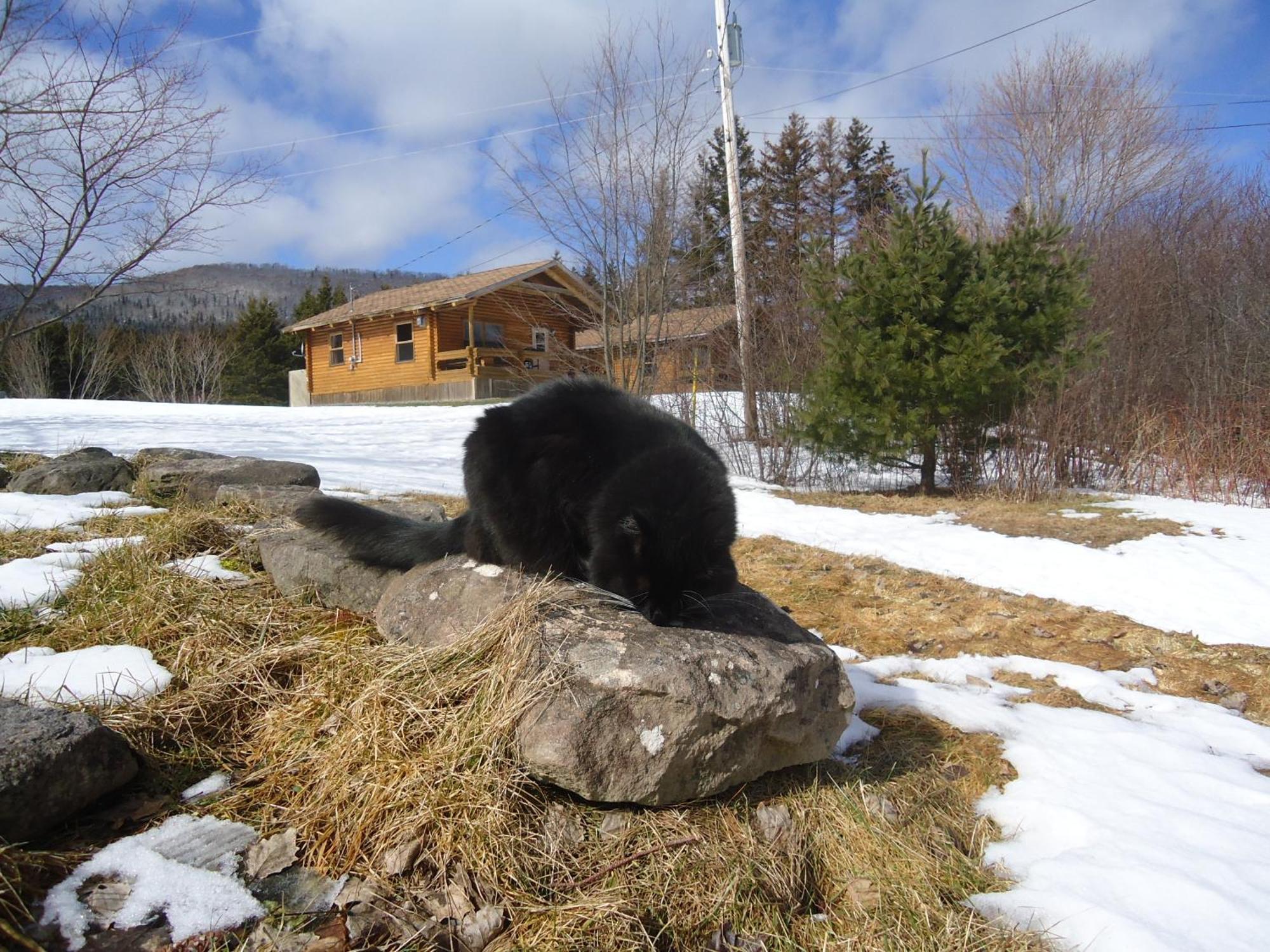 Cajun Cedar Log Cottages Margaree Forks Ngoại thất bức ảnh